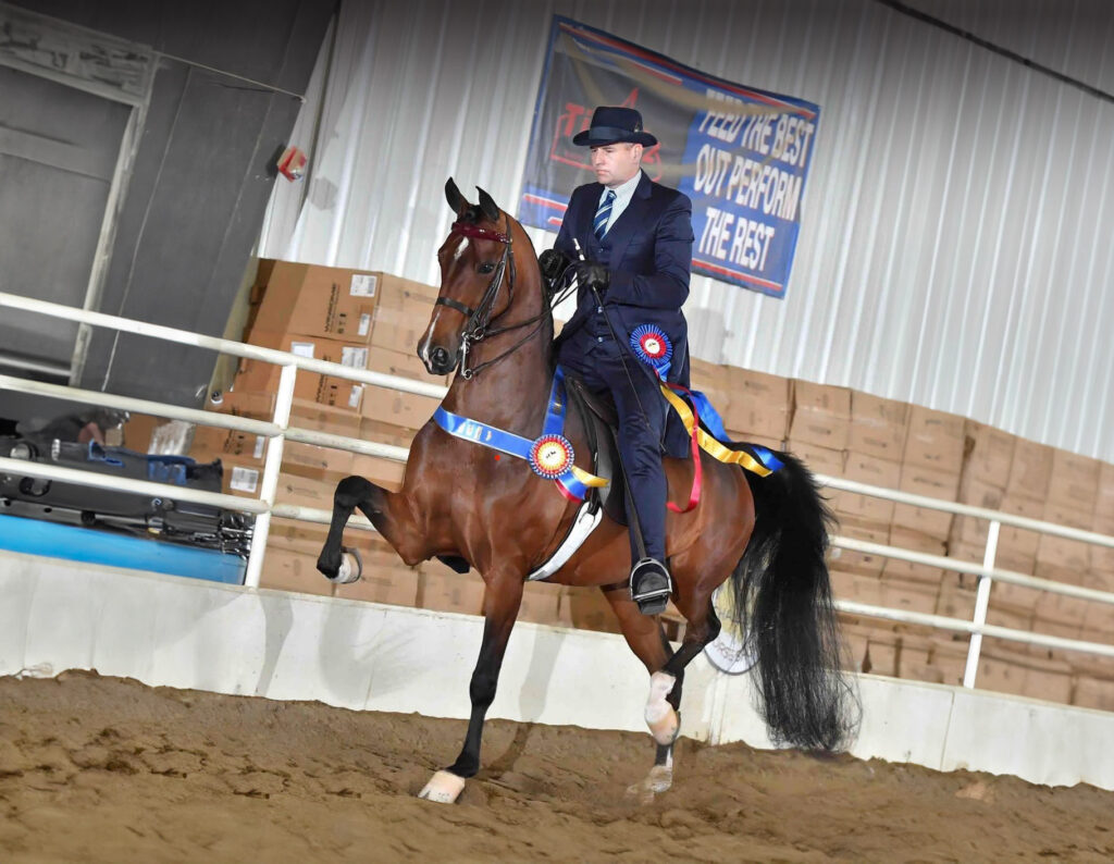 award winning morgan show horse