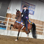 award winning morgan show horse
