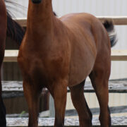 2024 morgan horse foal - SSLC Paramour
