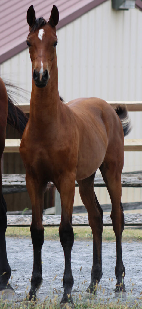 2024 morgan horse foal - SSLC Paramour