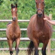 2024 morgan horse foal - SSLC Paramour