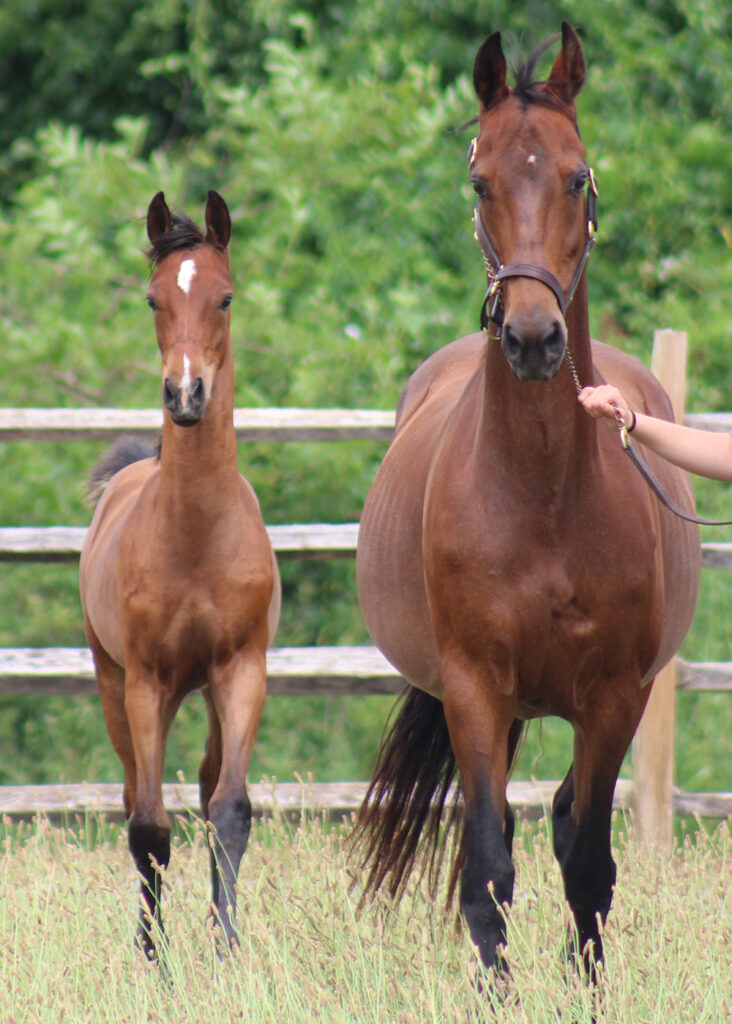 2024 morgan horse foal - SSLC Paramour