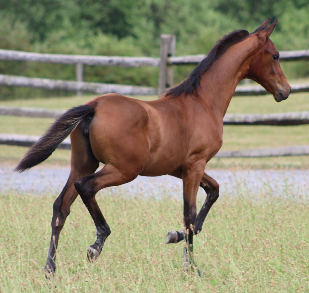2024 morgan horse foal - SSLC Paramour