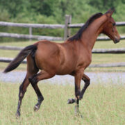 2024 morgan horse foal - SSLC Paramour