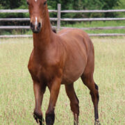 2024 morgan horse foal - SSLC Paramour