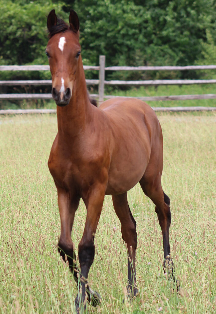 2024 morgan horse foal - SSLC Paramour