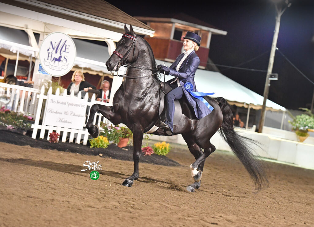Morgan horse in a show ring