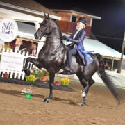 Morgan horse in a show ring