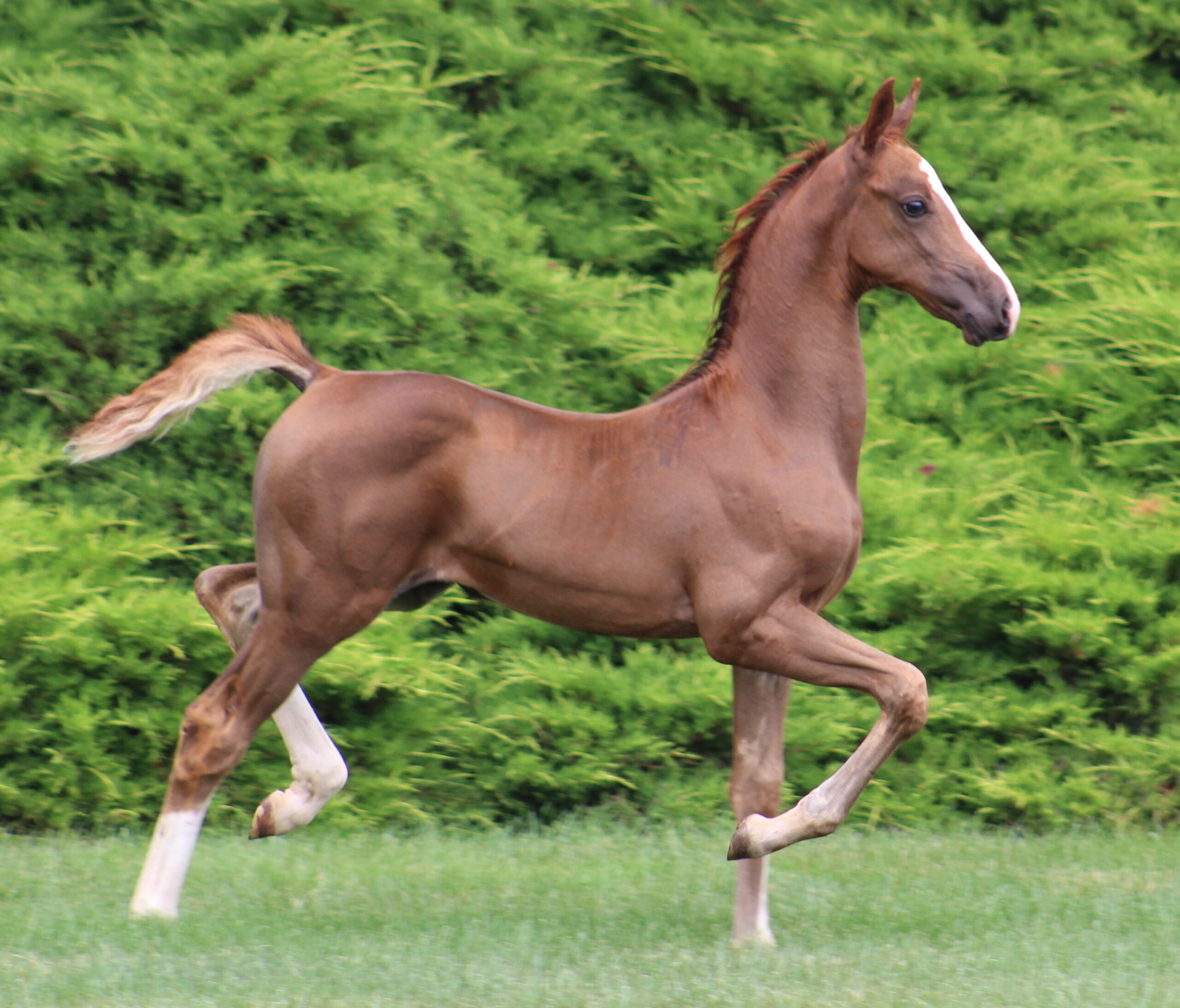 stallion